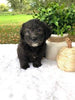 F1 Mini Labradoodle For Sale Dundee, OH Female- Jane