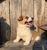 ACA Registered Pembroke Welsh Corgi For Sale Adamsville, OH Female- Jane