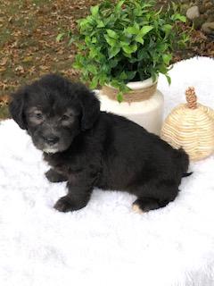 F1 Mini Labradoodle For Sale Dundee, OH Female- Jane