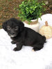 F1 Mini Labradoodle For Sale Dundee, OH Female- Jane