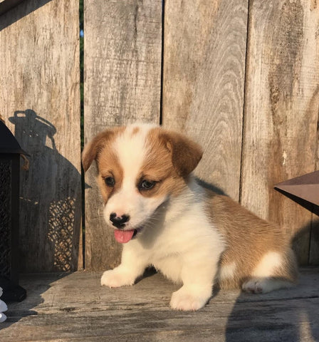 ACA Registered Pembroke Welsh Corgi For Sale Adamsville, OH Female- Jane