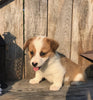 ACA Registered Pembroke Welsh Corgi For Sale Adamsville, OH Female- Jane
