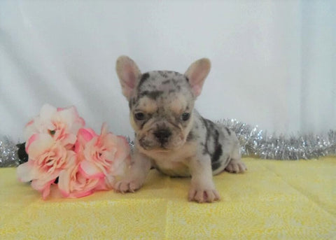 AKC Registered French Bulldog For Sale Holmesville, OH Female- Jasmine