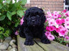 Mini Labradoodle For Sale Millersburg, OH Female- Jasmine