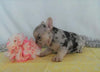 AKC Registered French Bulldog For Sale Holmesville, OH Female- Jasmine