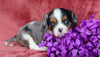 AKC Registered Cavalier King Charles Spaniel For Sale Fredericksburg, OH Male- Jasper