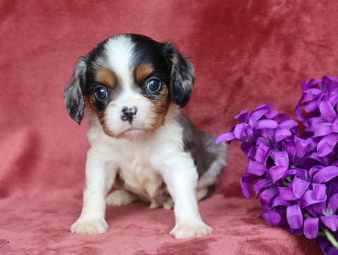 AKC Registered Cavalier King Charles Spaniel For Sale Fredericksburg, OH Male- Jasper