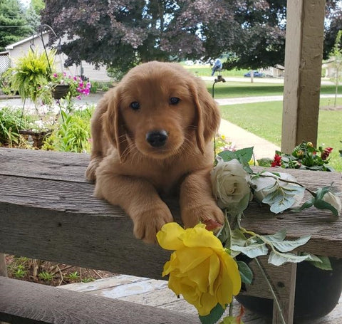 AKC Registered Golden Retriever For Sale Holmesville, OH Male- Jax