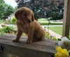 AKC Registered Golden Retriever For Sale Holmesville, OH Male- Jax