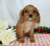 AKC Registered Cavalier King Charles Spaniel For Sale Wooster, OH Male- Jaxon