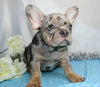 AKC Registered French Bulldog For Sale Wooster, OH Male- Jayce