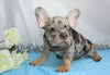 AKC Registered French Bulldog For Sale Wooster, OH Male- Jayce