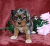 AKC Registered Cavalier King Charles Spaniel For Sale Fredericksburg, OH Female- Jewel