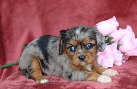 AKC Registered Cavalier King Charles Spaniel For Sale Fredericksburg, OH Female- Jewel