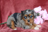 AKC Registered Cavalier King Charles Spaniel For Sale Fredericksburg, OH Female- Jewel