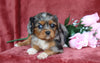 AKC Registered Cavalier King Charles Spaniel For Sale Fredericksburg, OH Female- Jewel