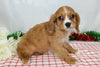 AKC Registered Cavalier King Charles Spaniel For Sale Wooster, OH Male- Jingle