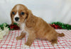 AKC Registered Cavalier King Charles Spaniel For Sale Wooster, OH Male- Jingle