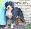 AKC Registered Bernese Mountain Dog For Sale Millersburg, OH Female- Rose