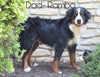 AKC Registered Bernese Mountain Dog For Sale Millersburg, OH Male- Rambo