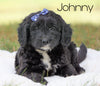 Mini Goldendoodle For Sale Sugarcreek, OH Male - Johnny