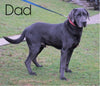 AKC Labrador Retriever -Charcoal- For Sale Sugarcreek, OH Male - Russel