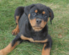 AKC Registered Rottweiler For Sale Sugarcreek, OH Female- Joy