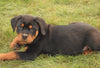 AKC Registered Rottweiler For Sale Sugarcreek, OH Female- Joy