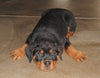 AKC Registered Rottweiler For Sale Sugarcreek, OH Female- Joy