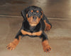 AKC Registered Rottweiler For Sale Sugarcreek, OH Female- Joy