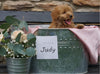 F2 Mini Goldendoodle For Sale Sugarcreek, OH Female- Judy