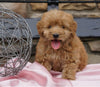 F2 Mini Goldendoodle For Sale Sugarcreek, OH Female- Judy