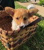 ACA Registered Pembroke Welsh Corgi For Sale Adamsville, OH Female- Judy