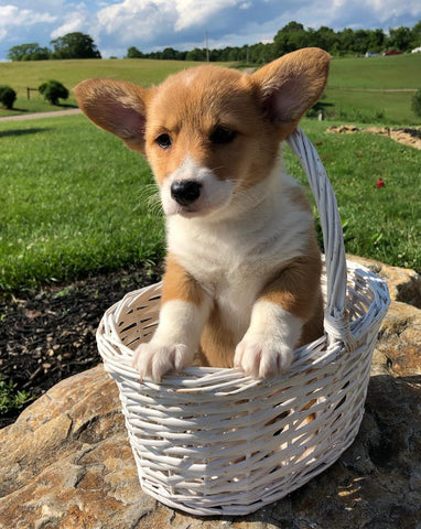 ACA Registered Pembroke Welsh Corgi For Sale Adamsville, OH Female- Judy