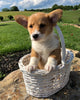 ACA Registered Pembroke Welsh Corgi For Sale Adamsville, OH Female- Judy