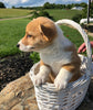 ACA Registered Pembroke Welsh Corgi For Sale Adamsville, OH Female- Judy