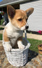 ACA Registered Pembroke Welsh Corgi For Sale Adamsville, OH Female- Judy
