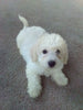 ACA Registered Bichon For Sale Millersburg OH Male-Mickie