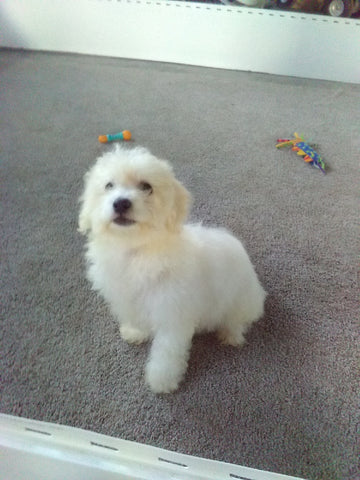 ACA Registered Bichon For Sale Millersburg OH Male-Mac
