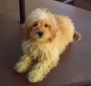Cavapoo For Sale Millersburg OH Female-Mia