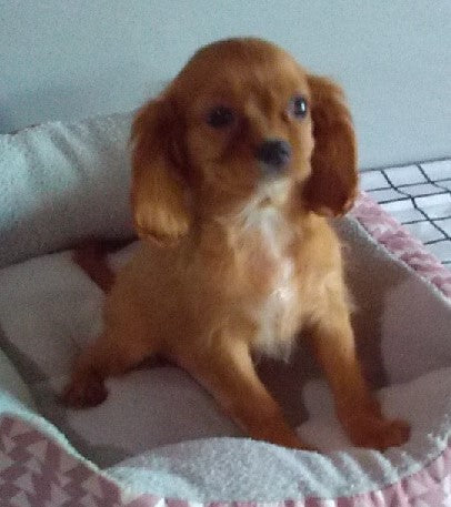 ACA Registered Cavalier For Sale Millersburg OH Female-Lilly