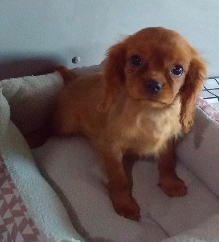 ACA Registered Cavalier For Sale Millersburg OH Female-Lue