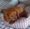 ACA Registered Cavalier For Sale Millersburg OH Male-Lee