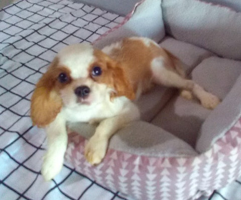 ACA Registered Cavalier For Sale Millersburg OH Female-Lacey