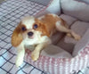 ACA Registered Cavalier For Sale Millersburg OH Female-Lacey