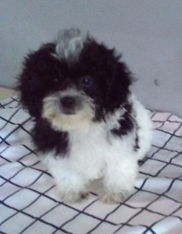 Teddy Bear For Sale Millersburg OH Female-Ruthy