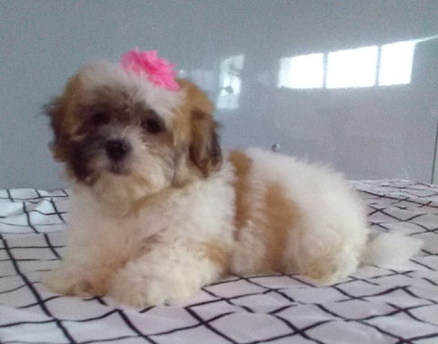 Teddy Bear For Sale Millersburg OH Female-Rainy