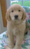 Golden Retriever For Sale Sugarcreek, OH Male- Bingo