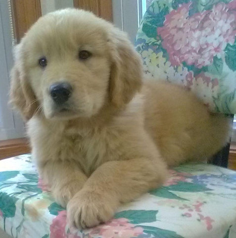 Golden Retriever For Sale Sugarcreek, OH Male- Bingo