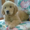 Golden Retriever For Sale Sugarcreek, OH Male- Bingo